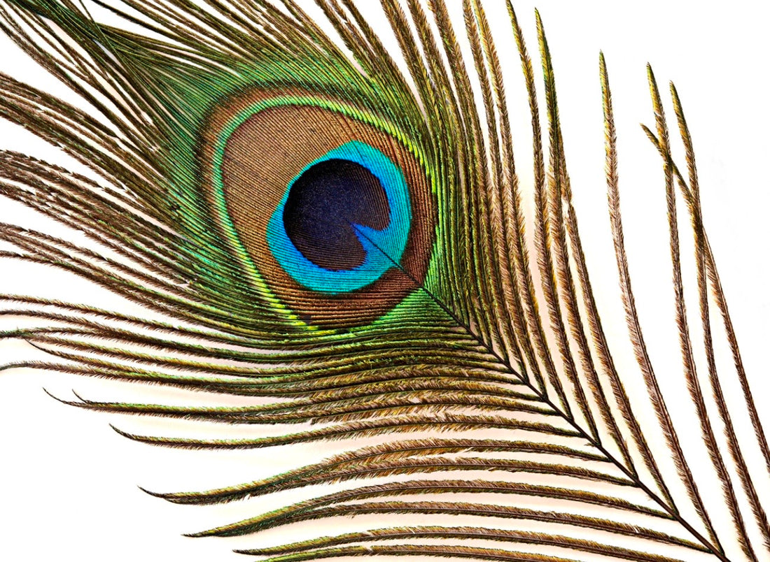 How to Paint a Peacock Feather